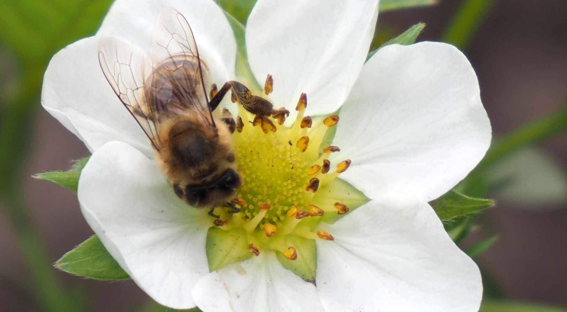 Californicus-Nützlinge als effektive Maßnahme gegen Spinnmilben.