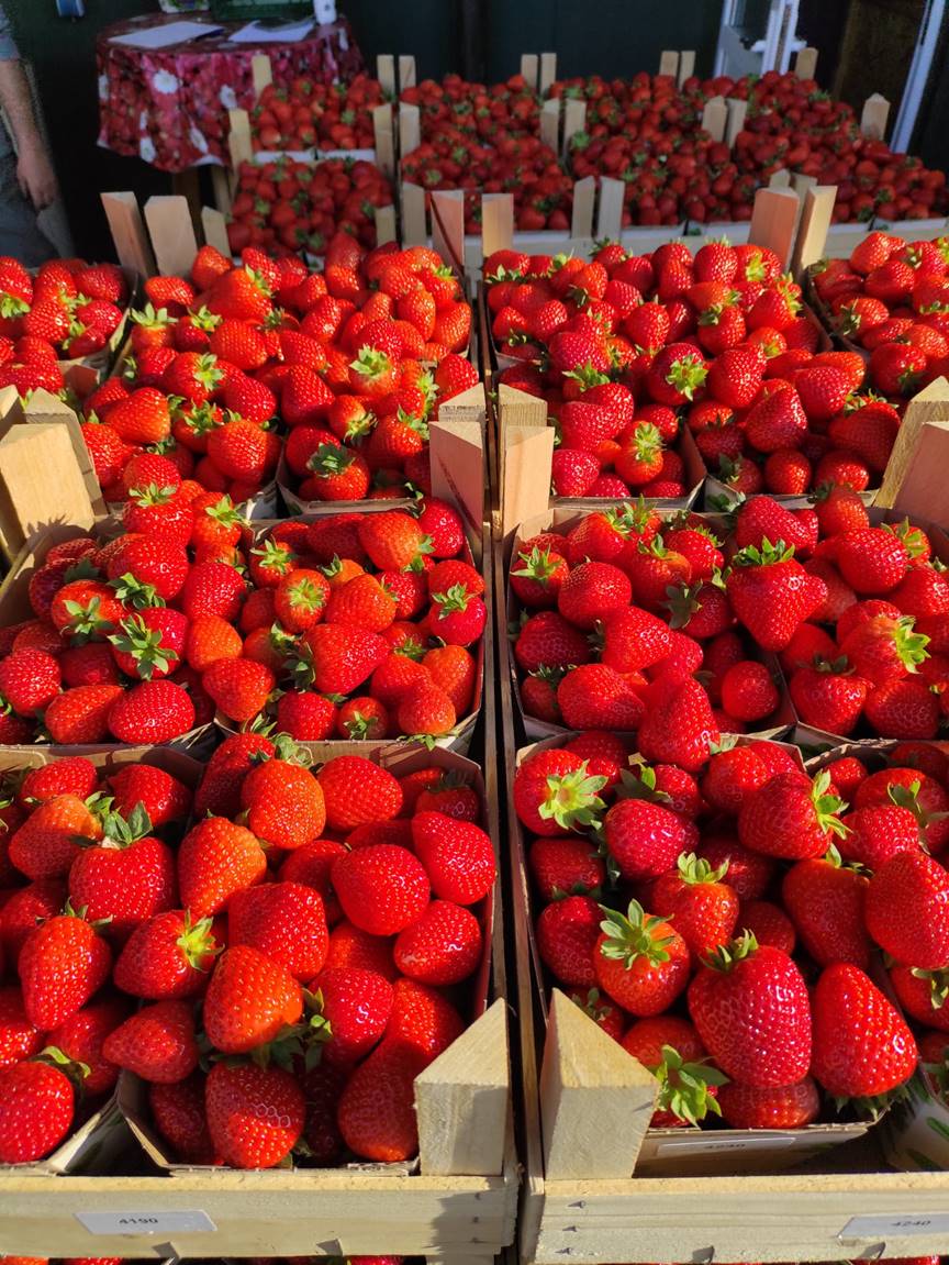 Bockhop Erdbeeren aus 23911 Schmilau | Anfahrt | Kontakt