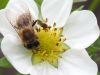 Californicus-Nützlinge als effektive Maßnahme gegen Spinnmilben.